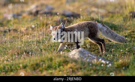 Polarfuchs (Vulpes lagopus) mit Radiokragen für die Forschung Stockfoto