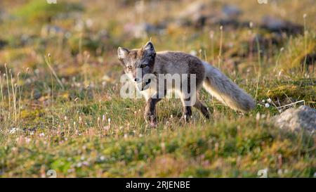 Polarfuchs (Vulpes lagopus) mit Radiokragen für die Forschung Stockfoto