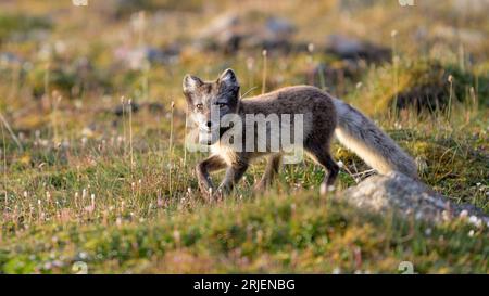 Polarfuchs (Vulpes lagopus) mit Radiokragen für die Forschung Stockfoto