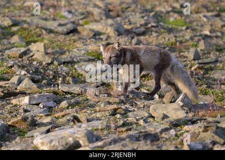 Polarfuchs (Vulpes lagopus) mit Radiokragen für die Forschung Stockfoto