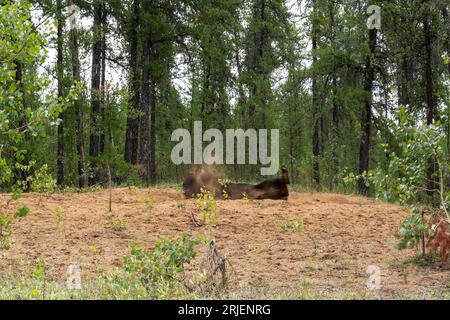 Wood Bison im Sommer, Wood Bison Natinal Park, Northwest Territories und Alberta Canada Stockfoto