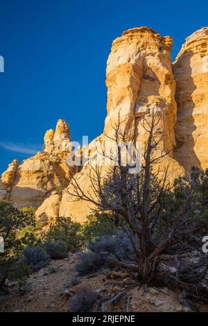 Ein alter toter Kiefernbaum und farbenfrohe Sandstein-Hoodoos im Gebiet Head of Sinbad des San Rafael Swell in Utah. Stockfoto