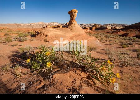 Rough Mule's Oears in Bloom vor einem erodierten Entrada-Sandstein-Hoodoo im Goblin Valley State Park in der Nähe von Hanksville, Utah. Stockfoto