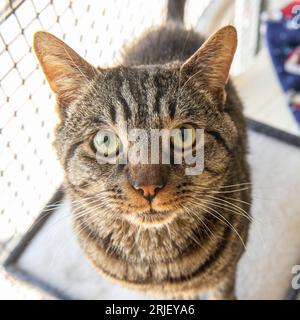 Tabby Katze Stockfoto