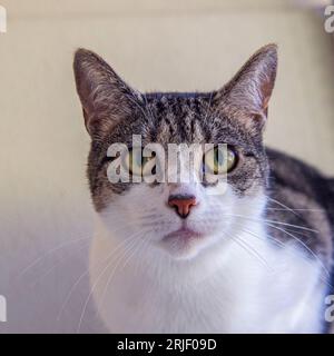 tabby und White Cat Head Studie Stockfoto