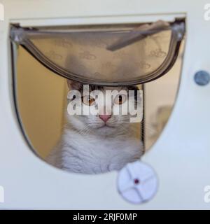 Katze schaut durch eine Katzenklappe, Katzentür Stockfoto