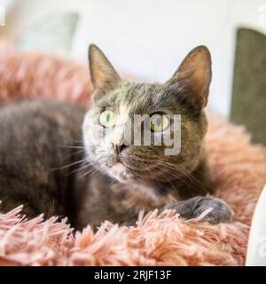 Blaue Schildpatt-Katze im Katzenbett Stockfoto