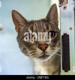 Blaue Schildpatt-Katze Stockfoto