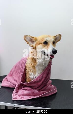 Der nasse waliser Corgi pembroke Hund, der in eine Decke gehüllt ist, sitzt auf einem Tisch. Stockfoto