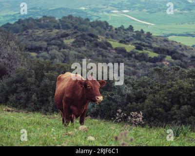 Braune Hauskühe weidet auf grünen, grasbewachsenen, hügeligen Weiden in der Nähe üppiger Bäume auf Menorca Stockfoto