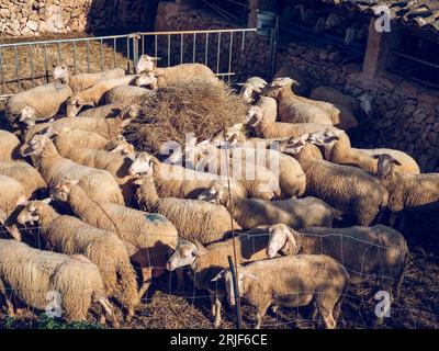 Von oben stehen viele Schafe in der Nähe von Zäunen und fressen Heu aus Stapel auf einem sonnigen Bauernhof Stockfoto