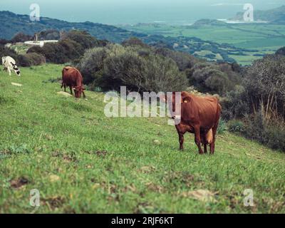 Herde von Hauskühen, die auf grünem Grasfeld in der hügeligen Landschaft Menorcas in der Nähe von üppigen Bäumen weiden Stockfoto