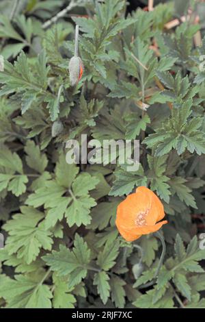 Arktischer Mohn, isländischer Mohn-Papaveraceae. Blume und Knopf geöffnet. Gelb Stockfoto