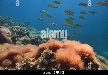 Unterwasseransicht des Schwarm exotischer Fische, die tief im Ozean in der Nähe des farbenfrohen Korallenriffs in natürlichem Lebensraum schwimmen Stockfoto