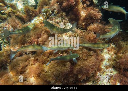 Unterwasseransicht der Schule exotischer sarpa-Fische, die tief im Ozean in der Nähe des Korallenriffs am Boden schwimmen Stockfoto