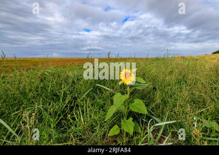 Eine einsame Sonnenblume blüht in den niedrigen grasbewachsenen Sanddünen am St annes Strand bei Ebbe mit Sumpfgras und Sandstrand dahinter Stockfoto