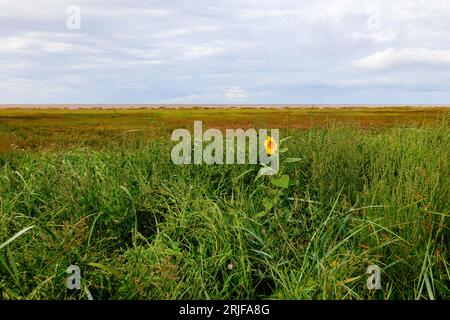 Eine einsame Sonnenblume blüht in den niedrigen grasbewachsenen Sanddünen am St annes Strand bei Ebbe mit Sumpfgras und Sandstrand dahinter Stockfoto