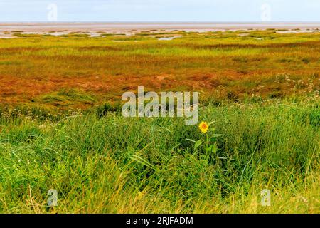 Eine einsame Sonnenblume blüht in den niedrigen grasbewachsenen Sanddünen am St annes Strand bei Ebbe mit Sumpfgras und Sandstrand dahinter Stockfoto