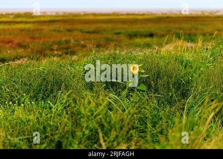 Eine einsame Sonnenblume blüht in den niedrigen grasbewachsenen Sanddünen am St annes Strand bei Ebbe mit Sumpfgras und Sandstrand dahinter Stockfoto