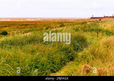 Eine einsame Sonnenblume blüht in den niedrigen grasbewachsenen Sanddünen am St annes Strand bei Ebbe mit Sumpfgras und Sandstrand dahinter Stockfoto