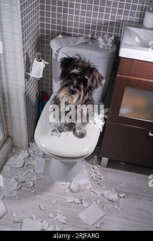 Ein flauschiger, reinrassiger Hund, der auf die Kamera schaut, während er auf der Toilettenschüssel sitzt und überall Papierstücke verteilt sind Stockfoto