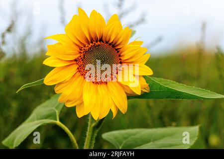 Eine einsame Sonnenblume blüht in den niedrigen grasbewachsenen Sanddünen am St annes Strand bei Ebbe mit Sumpfgras und Sandstrand dahinter Stockfoto