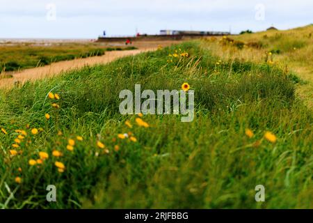 Eine einsame Sonnenblume blüht in den niedrigen grasbewachsenen Sanddünen am St annes Strand bei Ebbe mit Sumpfgras und Sandstrand dahinter Stockfoto