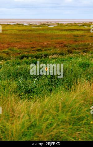 Eine einsame Sonnenblume blüht in den niedrigen grasbewachsenen Sanddünen am St annes Strand bei Ebbe mit Sumpfgras und Sandstrand dahinter Stockfoto