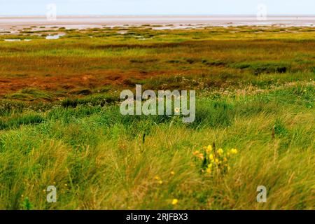 Eine einsame Sonnenblume blüht in den niedrigen grasbewachsenen Sanddünen am St annes Strand bei Ebbe mit Sumpfgras und Sandstrand dahinter Stockfoto