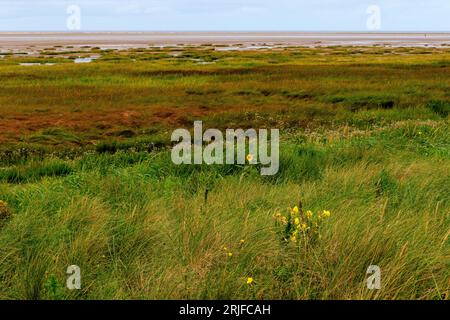 Eine einsame Sonnenblume blüht in den niedrigen grasbewachsenen Sanddünen am St annes Strand bei Ebbe mit Sumpfgras und Sandstrand dahinter Stockfoto