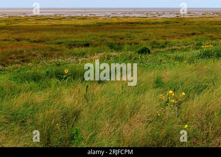 Eine einsame Sonnenblume blüht in den niedrigen grasbewachsenen Sanddünen am St annes Strand bei Ebbe mit Sumpfgras und Sandstrand dahinter Stockfoto