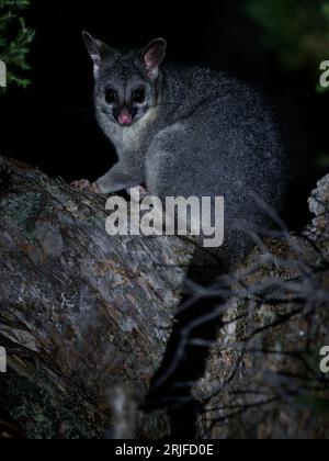 Pinsel-Schwanz-Possum - Trichosurus vulpecula - nächtliches, semi-arboreales Beuteltier Australiens, eingeführt nach Neuseeland. Auf dem Baum sitzen und Stockfoto