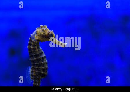 Ein Seepferdchen im Aquarium. Nahaufnahme Stockfoto