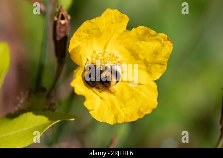 Weißschwanz-Hummeln bestäuben und ernähren sich von Nektar einer gelben Welsh Poppy Blume in einem Garten im Juli, Vereinigtes Königreich Stockfoto