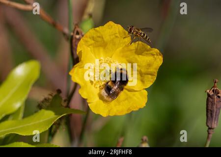 Weißschwanz-Hummeln bestäuben und ernähren sich von Nektar einer gelben Welsh Poppy Blume in einem Garten im Juli, Vereinigtes Königreich Stockfoto