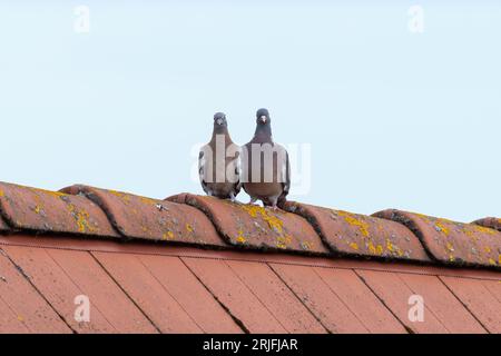 Ein paar Tauben auf dem Dach Stockfoto