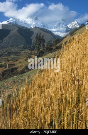 Peru, Andengebirge, Kordillera de los Andes. Cordillera Blanca: Schneebedeckter Berg Huandoy. Weizenfeld im Vordergrund. Ancash reginPeruanischer an Stockfoto