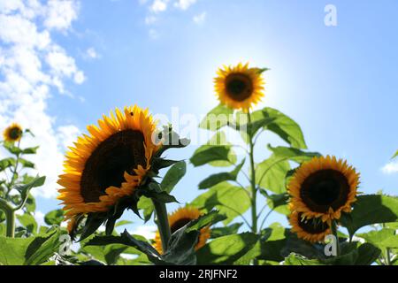 Hohe Sonnenblumen an einem sonnigen Tag im Sommer. Sonnenblumen-Labyrinth auf der Frog's Farm in Suffolk. Insekten, Bestäuber, Bienen und Insekten Stockfoto
