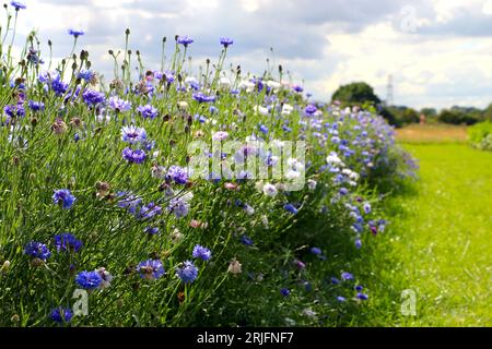 Eine Reihe von Kornblumen auf der Frog's Farm in Suffolk. Cottage Gartenarbeit mit eigenen Blumen pflücken. Blaue, rosa, weiße, violette und lilafarbene Blüten. Stockfoto