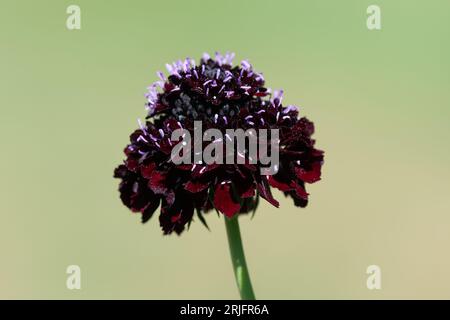 Nahaufnahme einer schwarzen Ritterkissenblume (scabiosa atropurpurea) in Blüte Stockfoto