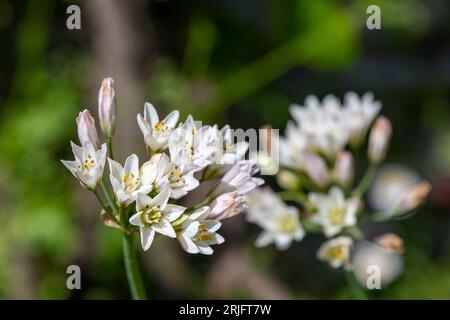 Nahaufnahme von dünnen Blüten mit falschem Knoblauch (Nothoscordum gracile) in Blüte Stockfoto