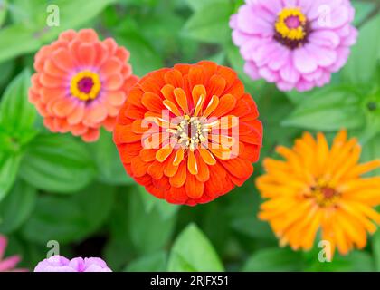 Blumen zinnia elegans. Farbe Natur Hintergrund. Blumenstruktur. Stockfoto