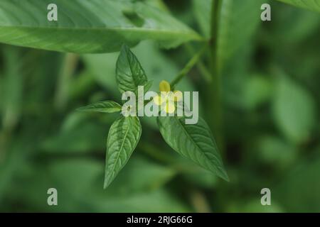 Ansicht von oben auf einer winzigen vierblättrigen gelben Willow Primrose Blume (Ludwigia Decurrens), die auf einem Zweig blühte Stockfoto