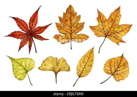 Eine Reihe von Herbstblättern (Linden, Ahorn, Ginkgo), handgezeichnete Aquarellillustration isoliert auf weißem Hintergrund. Für Muster, Textilien, Aufkleber. Stockfoto