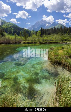 Frühlingslandschaft in Zelenci, Slowenien Stockfoto