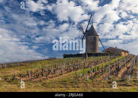 Frühlingsweinberge mit Windmühle Chenas in Beaujolais, Burgund, Frankreich Stockfoto