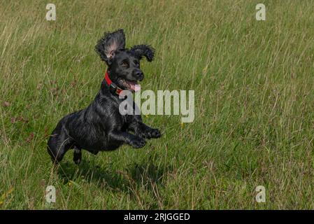 Schwarzer Arbeitscocker Spaniel springt und springt im Gras Stockfoto