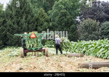 Amish Farmer, die Tabak im ländlichen Lancaster County, Pennsylvania, ernten Stockfoto