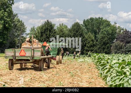 Amish Farmer, die Tabak im ländlichen Lancaster County, Pennsylvania, ernten Stockfoto