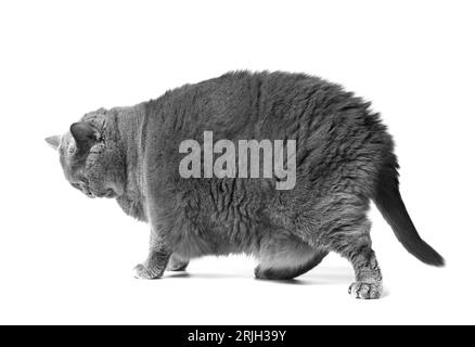 Eine fette graue britische Katze mit großen gelben Augen steht vor einem weißen Hintergrund. Adipositas der schottischen Katze. Stockfoto